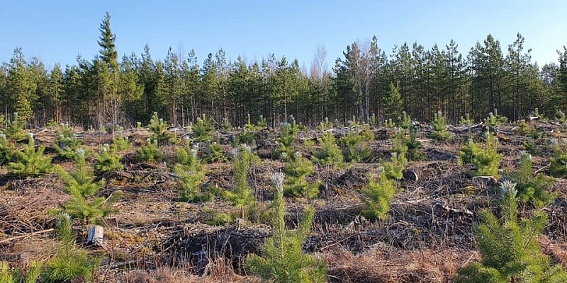 Pērk cirsmas un meža īpašumus