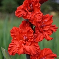 Gladiolas Siguldā