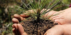 Meža apsaimniekošana