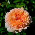 Rozes