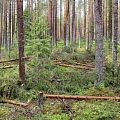 Mežizstrāde, Mežu pirkšana, vērtēšana, cirsmu pirkšana, pērk mežus, (mežs, meži) pērk cirsmas, dastošana, stigošana, kopšana, meža taksācija, inventarizācija, vērtēšana.Vidzeme.