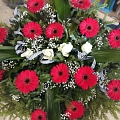 Gerberas