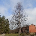 Kokkopība