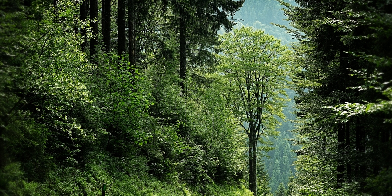 Par augstām cenām pērkam meža īpašumus, cirsmas