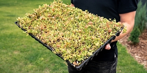 Labiekārtošanas produkti
