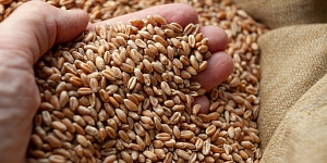 Graudu iepirkšana Latvijā