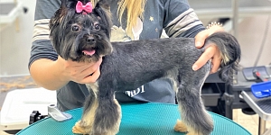 Pieteikums mācībām Gruminga skolā