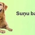 suņu barība