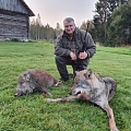 Vilku medības