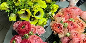 Ziedu kompozīcijas un floristika