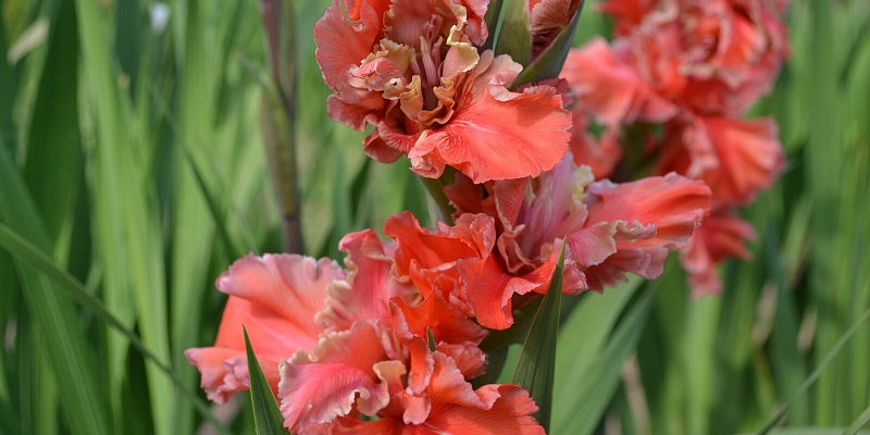 Pasūti gladiolas šeit