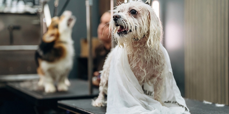 Mazgāšana un higiēnas procedūras