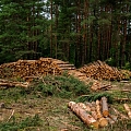Mežizstrādes pakalpojumi