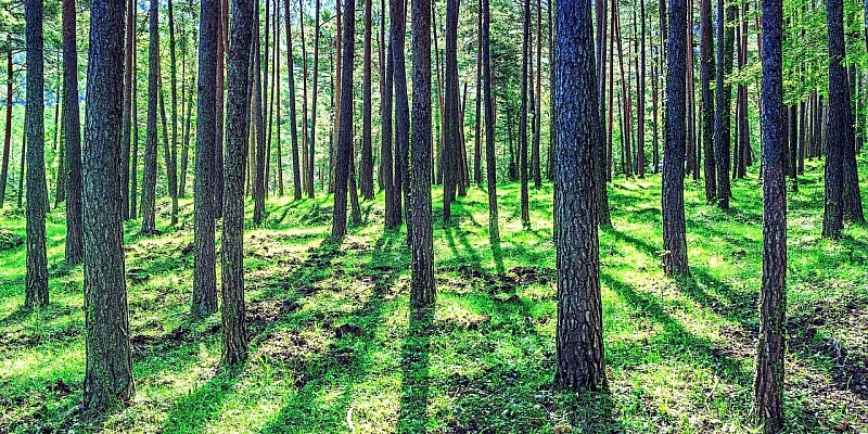 Agrotehniskā kopšana