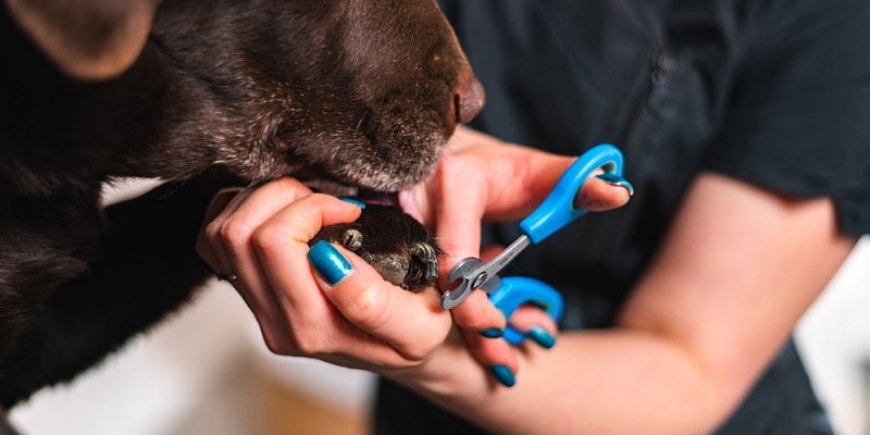 Nagu griešana un ausu tīrīšana