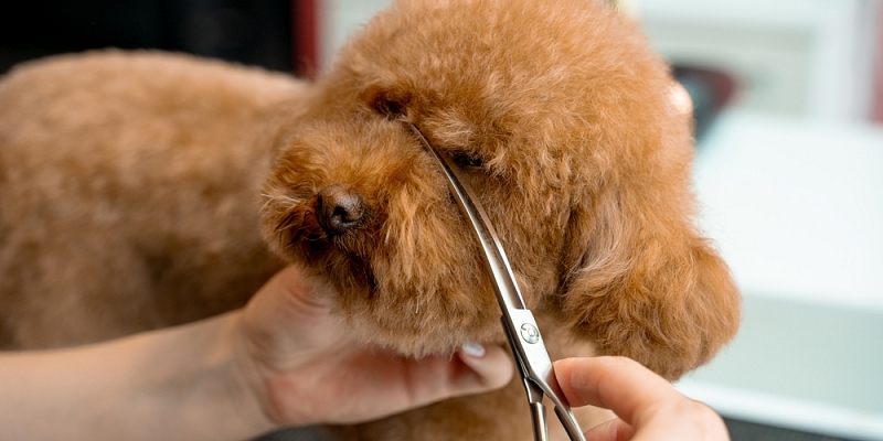 Suņu un kaķu frizēšana un trimmings