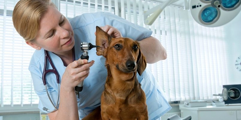Vet ambulance
