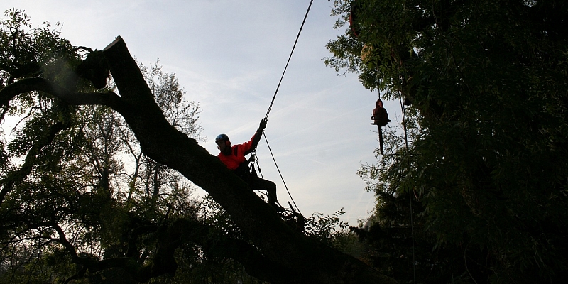 Arboristu pakalpojumi