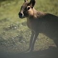 Sigulda Zoo