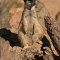 Sigulda Zoo