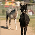Sigulda Zoo