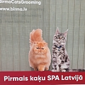 Pirmais kaķu SPA Latvijā