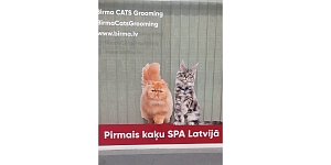 Kaķu SPA procedūras